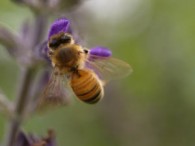Qué hacer si una abeja pica a un niño alérgico